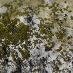 The Different Ways Mold Can Hurt Your Life