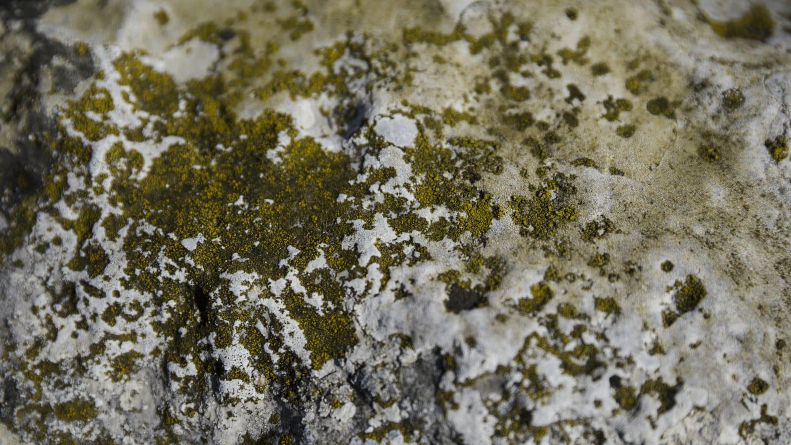 The Different Ways Mold Can Hurt Your Life