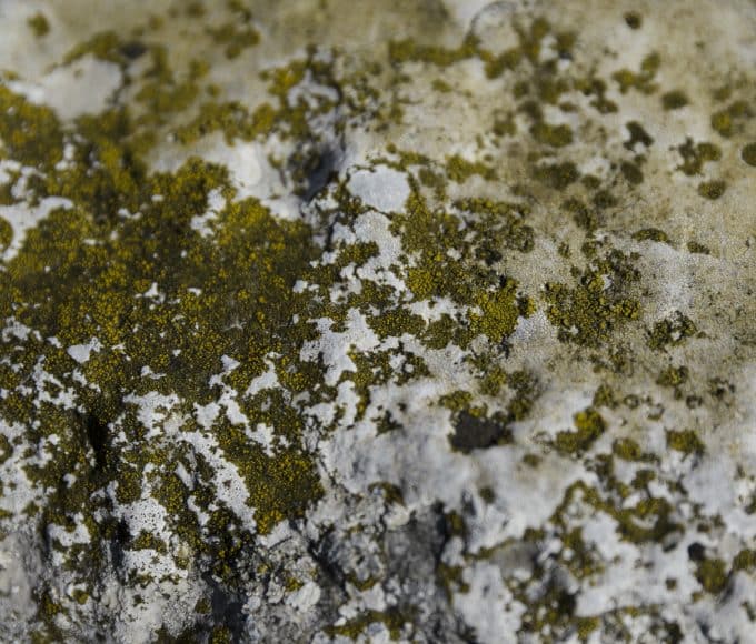 The Different Ways Mold Can Hurt Your Life
