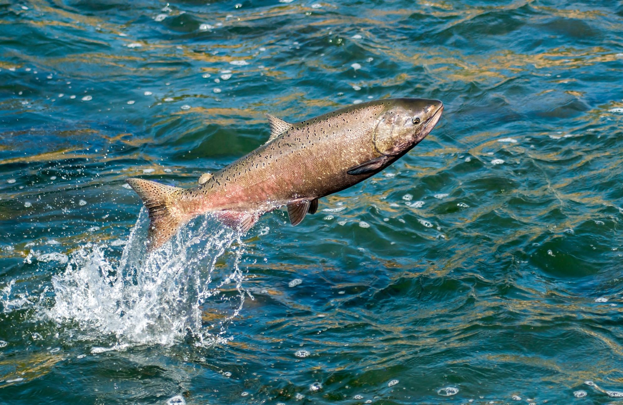 North American Salmon