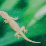 biomimicry