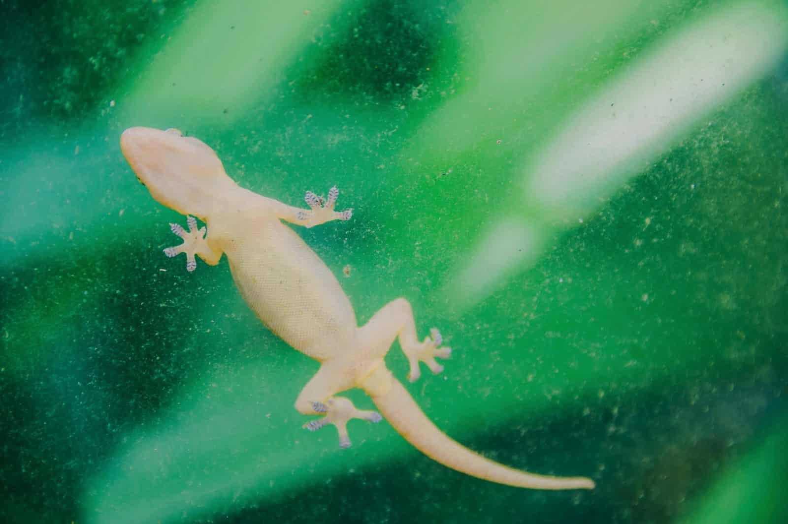 biomimicry
