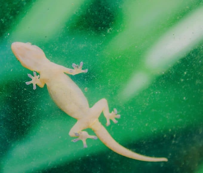biomimicry