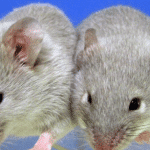 male male baby breakthrough